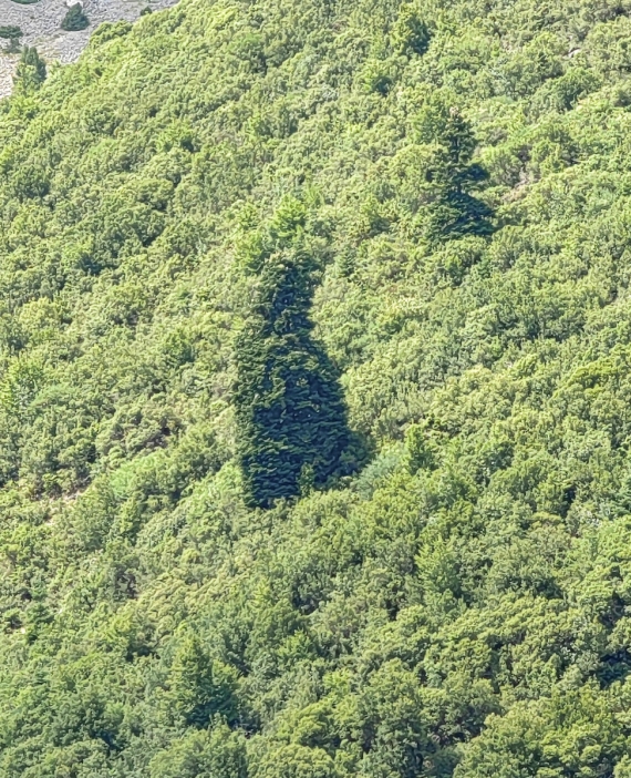 Strom, který šéfuje lesu